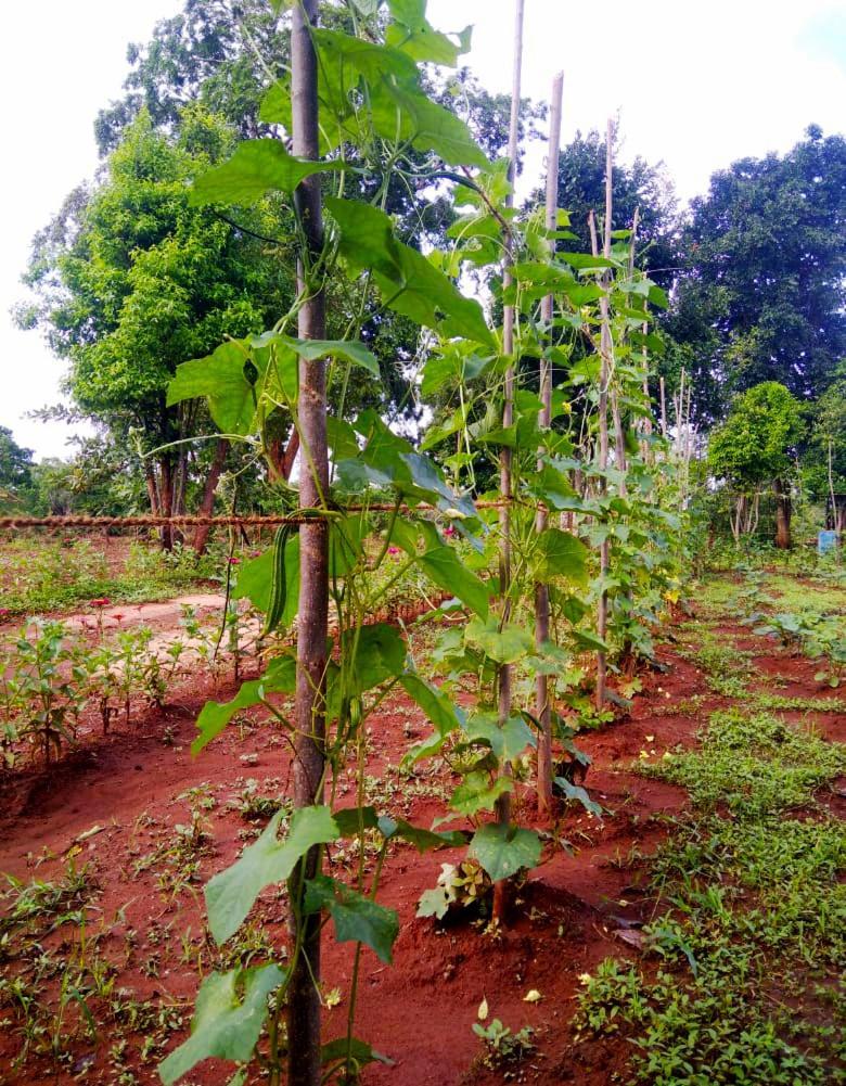 Moni Farm House Wilpattu Nochchiyagama 外观 照片