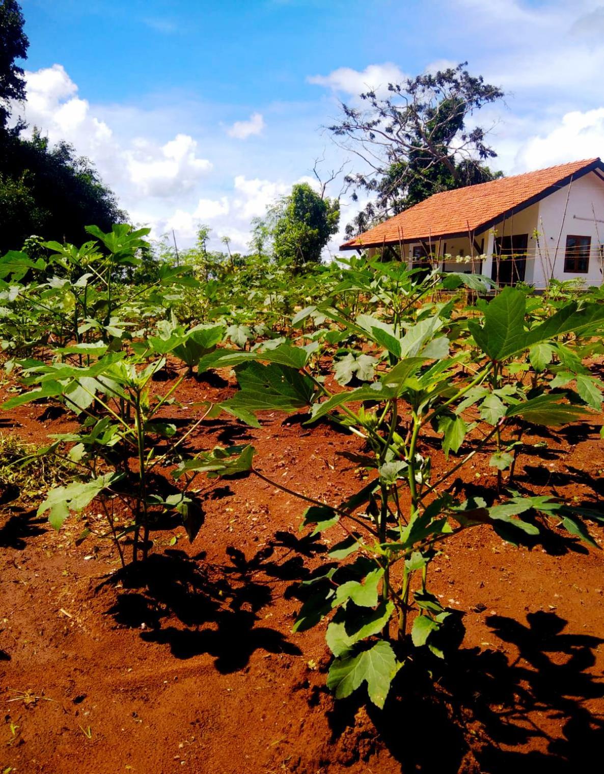 Moni Farm House Wilpattu Nochchiyagama 外观 照片