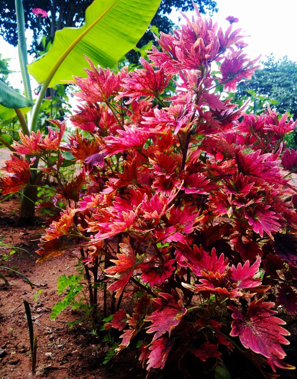 Moni Farm House Wilpattu Nochchiyagama 外观 照片